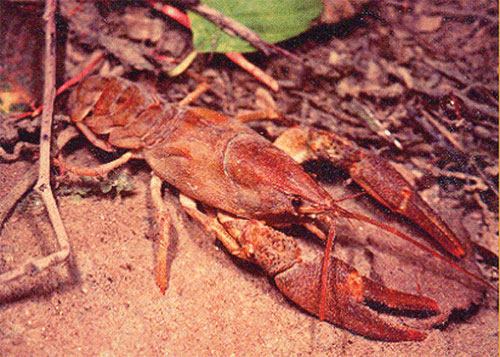 Photo Triturus Austropotamobius italicus (Faxon, 1914) 